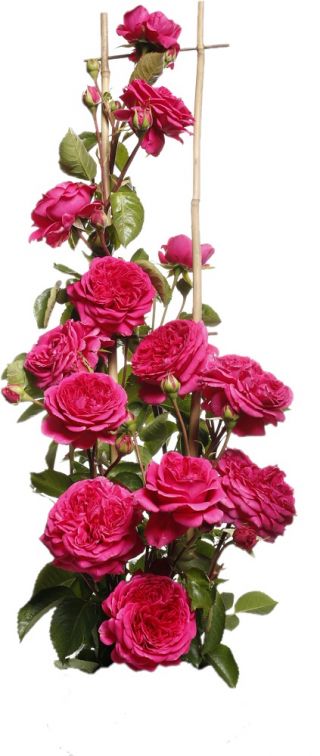 Αναρρίχηση τριαντάφυλλο - σκούρο ροζ - γλάστρες με γλάστρες - 