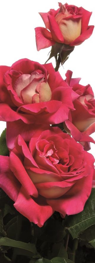Ruža s velikim cvjetovima - krem-bijelo-ružičasta - sadnica u saksiji - 