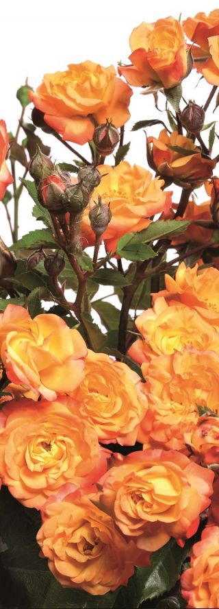 Садовая многоцветковая роза - желто-оранжевая - горшечная рассада - 