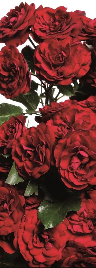 Κήπος πολυ-λουλουδιών τριαντάφυλλο - κόκκινο - γλάστρες δενδρύλλιο - 