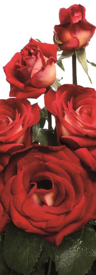 Крупноцветковая роза кремово-бело-красная - горшечная рассада - 
