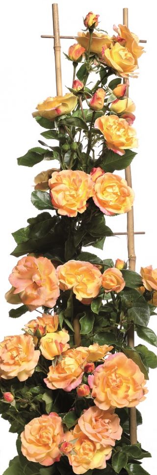 کوهنوردی گل رز - لیمو-زرد - صورتی - گلدان گلدان - 