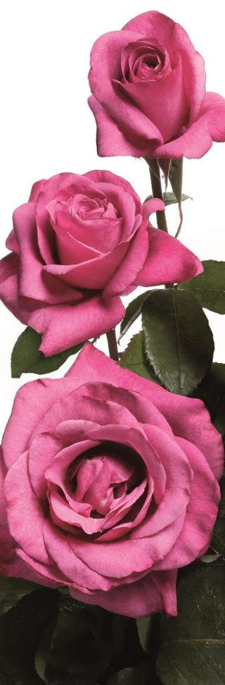 Storblomsteret rose - lyserød - potteplante - 