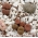 活石，卵石植物种子 -  Lithops sp。 -  20粒种子 - 種子