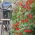 Насіння кипарисових лоз - Іпомея кваклоліту - 20 насіння - Ipomoea quamoclit