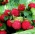 Mock Strawberry, sjeme indijske jagode - Duchesnea indica - 250 sjemenki - Potentilla indica - sjemenke