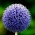 Globe Thistle sėklos - Echinops ritro - 120 sėklų