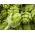 Sjeme zelenog globusa - Cynara scolymus - 23 sjemena - sjemenke