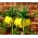 クラウンインペリアル - イエロー。カイザーの王冠 - Fritillaria imperialis