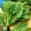 Root Chicory seeds - Cichorium intybus - 3600 biji