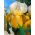 虹膜德国白色和黄色 - 洋葱/块茎/根 - Iris germanica
