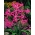 Nerine Bowdenii - 2 kos; Cornish lily, Cape cvet, Guernsey lilija, Bowden lilija