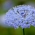 Didiscus Blue Lace seeds - Didiscus caeruleus - 105 seeds