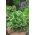 Hosta, Plantain Lily Minute Man - květinové cibulky / hlíza / kořen