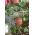Viseči cvetlični lonec - Agro - 27 cm - terakota - 
