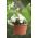 Lógó virágcserép - Terra - 26 cm - Terrakotta - 