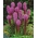 Liatris spicata - Purple - pacote de 10 peças