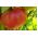 토마토 Raspberry Giant 종자 - Lycopersicon lycopersicum  - Lycopersicon esculentum Mill.  - 씨앗