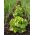 Салат Cud Voorburgu Насіння стрічки - Lactuca sativa - Lactuca sativa L.  - насіння