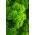 Perejil - Moss Curled 2 - 1200 semillas - Petroselinum crispum