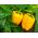 Semená sladkej papriky Marta Polka - Capsicum annuum - 80 semien - Capsicum L.