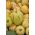 Melon Pear, semințe de Pepino - Solanum muricatum - 11 semințe