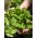 Lettuce Voorburg Wonder Seed Tape - Lactuca sativa