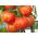 זרעי עגבניות Tigerella - Lycopersicon esculentum - 80 זרעים - Lycopersicon esculentum Mill 