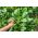 ホウレンソウの巨大冬種 - ホウレンソウ -  800種 - Spinacia oleracea L. - シーズ