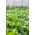 Spinat Winterriesen Samen - Spinacia oleracea - 800 Samen