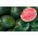 Watermeloen - gemend - 25 zaden - Citrullus lanatus