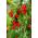 Red Sweet Pea seeds - Lathyrus odoratus - 36 seeds
