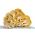 Zlatna bukovača za uzgoj doma i vrta - 1 kg - Pleurotus citrinopileatus