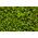 เมล็ด Cress (Sprouts) - 4,500 เมล็ด - 4500 เมล็ด - Lepidium sativum