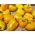 Sweet Pepper Semințe "Marta Polka" - Capsicum annuum - 80 de semințe - Capsicum L.