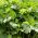 Leafy פטרוזיליה פסטיבל 68 זרעים - Petroselinum crispum - 3000 זרעים