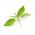 Lemon Basil seeds - Ocimum basilicum citriodora - 325 seeds