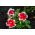 Семе ружичасто-беле петуније - Петуниа к хибрида - 80 семена - Petunia x hybrida