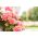 三文鱼带状天竺葵种子 - 天竺葵X花园 -  10个种子 - Pelargonium x hortorum - 種子