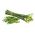 蒜韭菜种子 -  Allium tuberosum  -  300种子 - Allium tuberosum - 種子