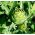 Hạt atisô xanh - Cynara scolymus - 23 hạt