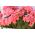 三文鱼带状天竺葵种子 - 天竺葵X花园 -  10个种子 - Pelargonium x hortorum - 種子