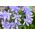 Agapanthus, Lily of the Nile Blue - củ / củ / rễ