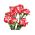 Raspberry Ripple Semena nageljnov - Dianthus caryophyllus - 110 semen