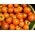 Benih Tomat Venus - Lycopersicon esculentum - Lycopersicon esculentum Mill 