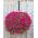Cesta colgante de flores con esterilla de fibra de coco - 25 cm - 