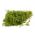 Krapas – Emerald - 2800 sėklos - Anethum graveolens L.