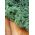 Col rizada - Dwarf Green Curled - 300 semillas - Brassica oleracea L. var. sabellica L.