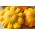 노란색 패티 팬 스쿼시 씨앗 - 쿠커 비타 pepo - 28 씨앗 - Cucurbita pepo var. pattisonina ‘Orange'