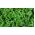Cavolo riccio - Dwarf Green Curled - 300 semi - Brassica oleracea L. var. sabellica L.